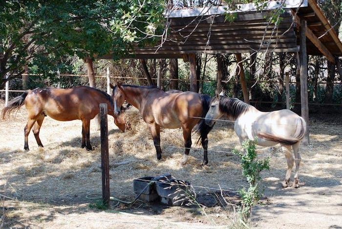 Caballos en un establo durante un campamento de verano pirineo aragones