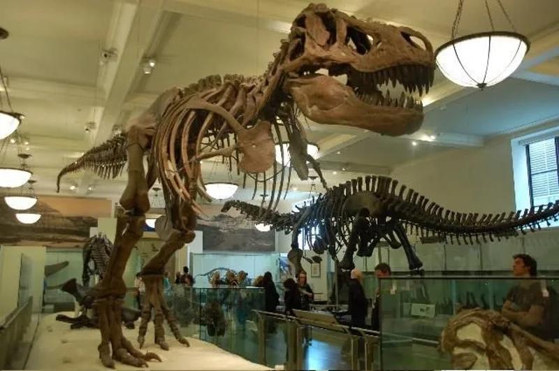 la foto de un esqueleto de un dinosaurio en un museo de un campamento en francia