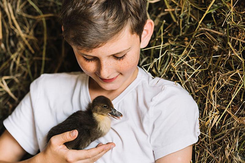 Niño con un polluelo de pato en sus vacaciones para niños en España