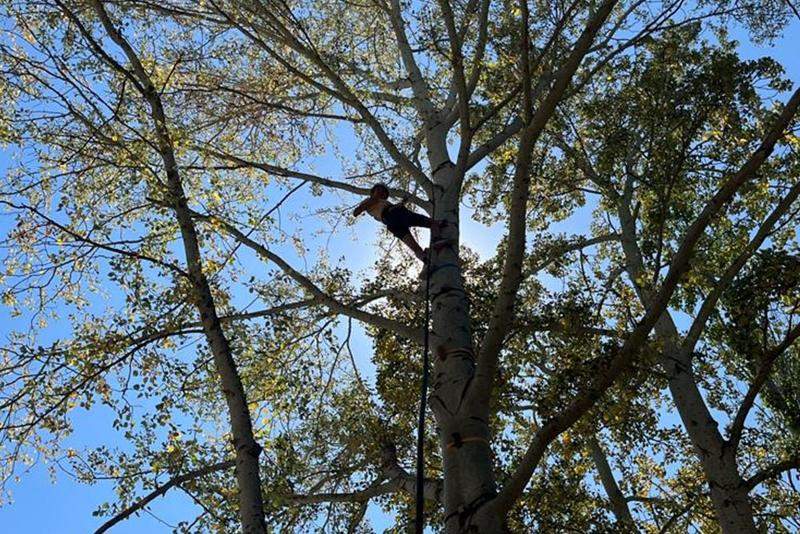 Niño trepando un árbol en unas vacaciones con actividades para niños 
