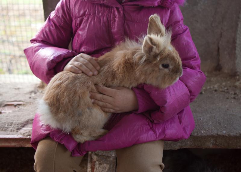 Niña acariciando a un conejo en una de las actividades del campamento con animales en Madrid