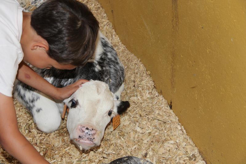 Niño acariciando a un ternero en la granja del campamento zoo