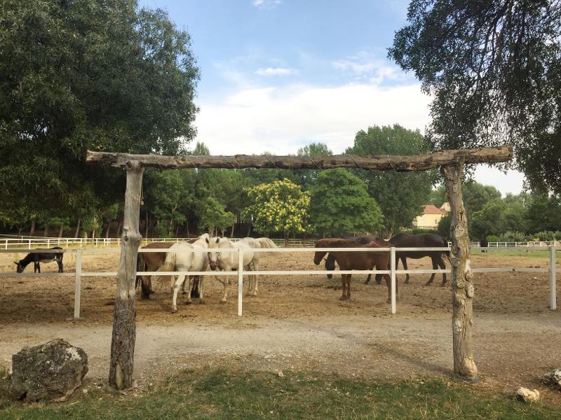 Caballos descansando en las caballerizas del campamento con animales en Madrid