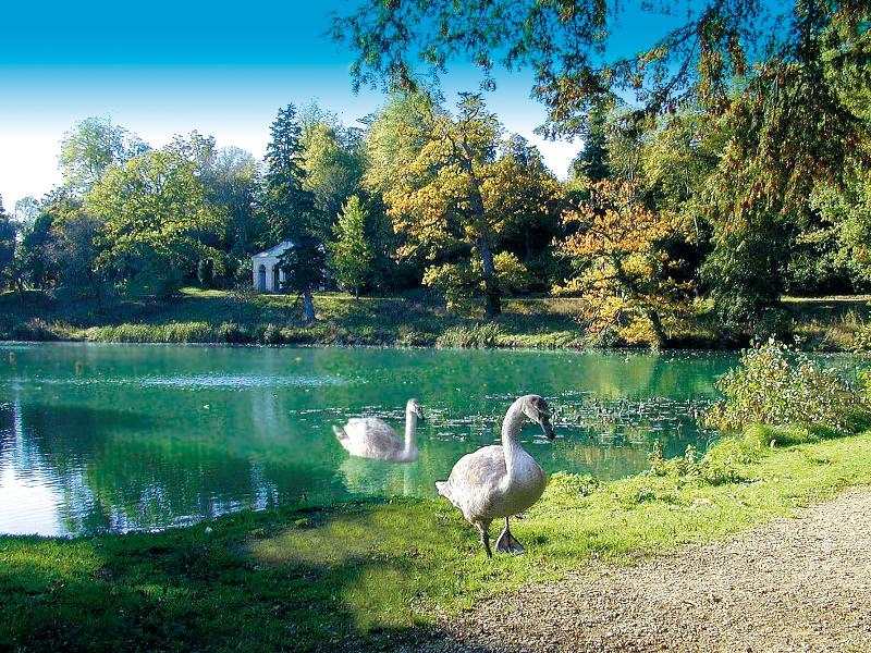 Cisnes en el lago en Bath en el curso de idiomas en inglaterra 