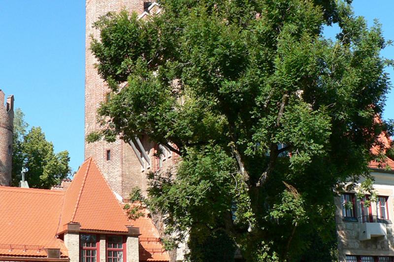 Castillo medieval e instalaciones con árboles en curso de aleman en alemania