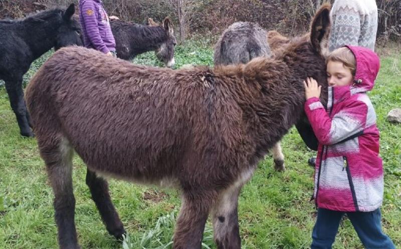 Una niña abrazando a un burro en un campamento multiaventura asturias
