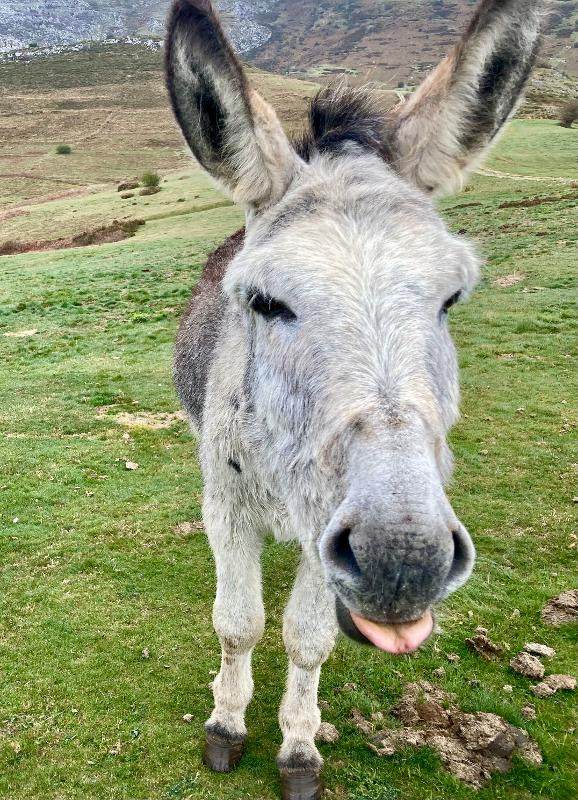 Una foto de un burro en un campamento multiaventura asturias