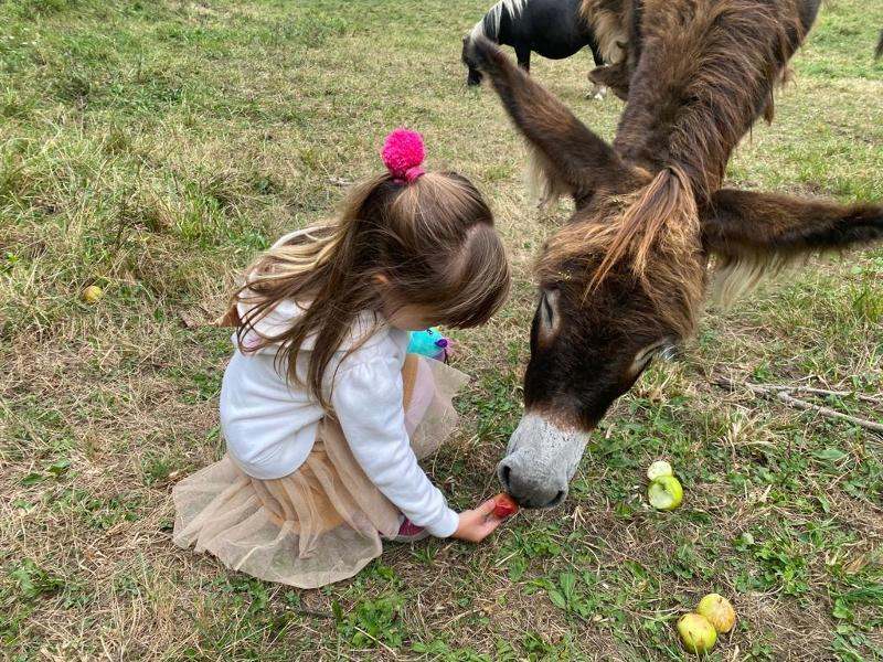 Una niña dando de comer a un burro en un campamento multiaventura asturias