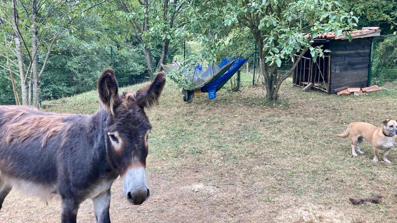 una foto de un burro y un perro en un campamento multiaventura asturias