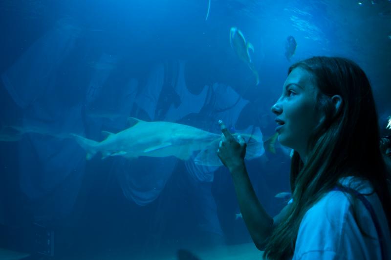 Una niña mirando a los peces en un acuario en un campamento verano salamanca