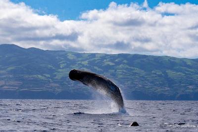 Campamento de Verano en Azores - Ponta Delgada