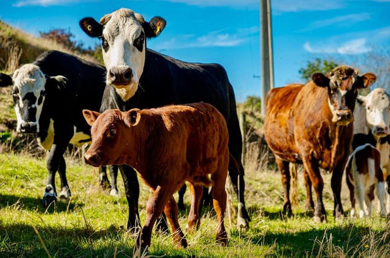 Campamentos Animales 2026