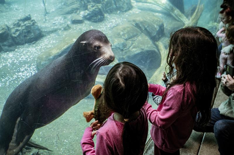 Campamentos Zoo 2026