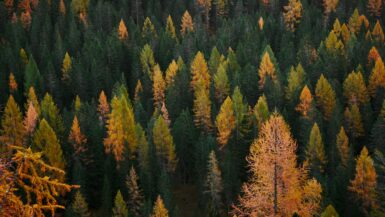 Bosque otoño joven