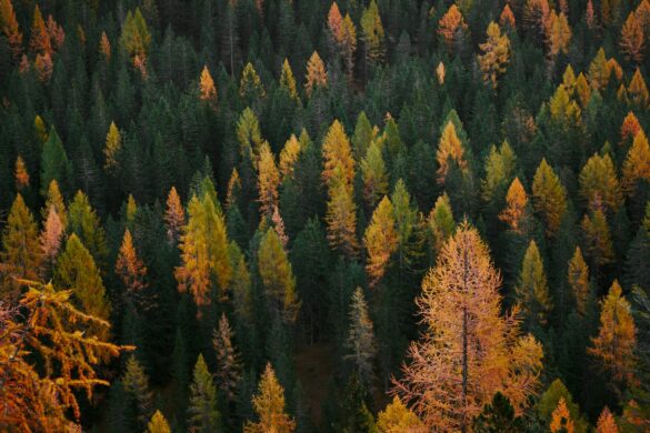 Bosque otoño joven