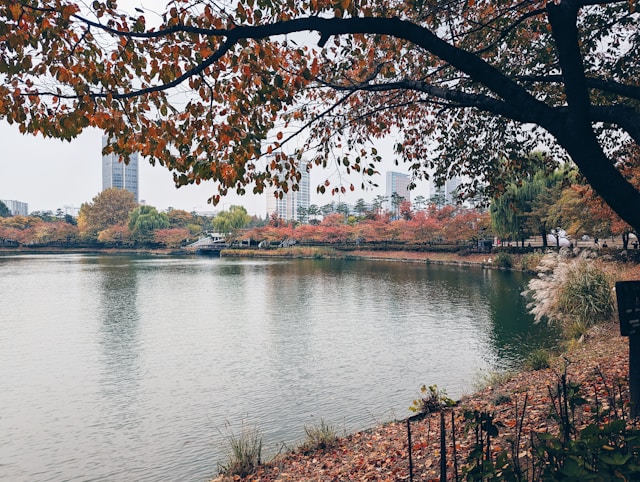 Paisaje de otoño joven