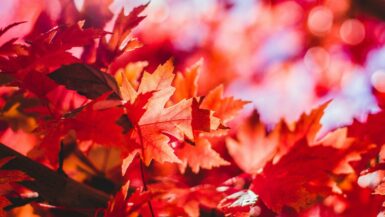 Peliculas que ver en otoño con hojas rojas cayendo