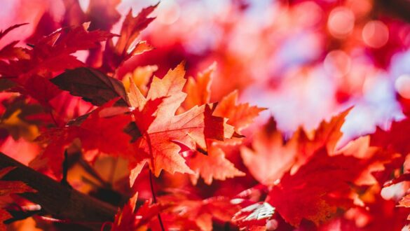 Peliculas que ver en otoño con hojas rojas cayendo