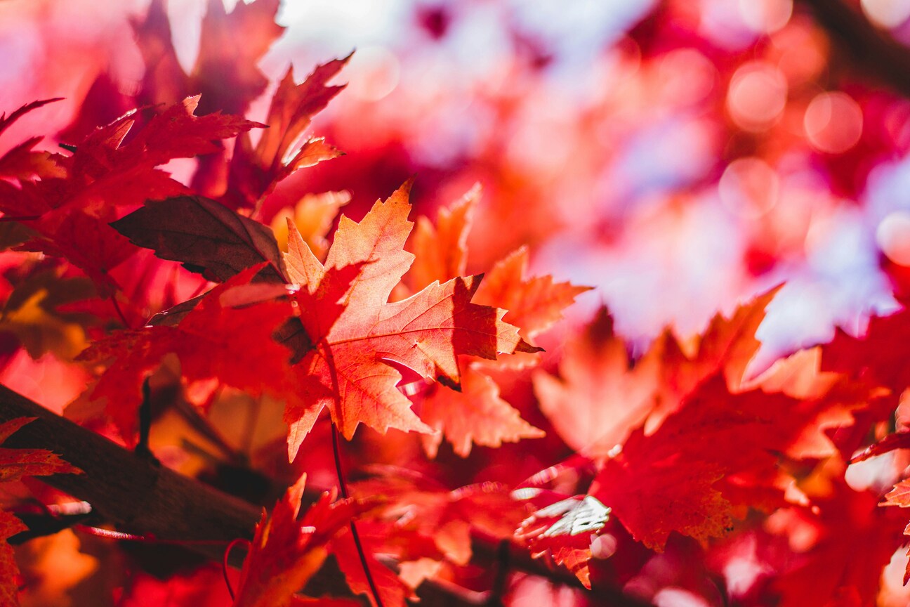 Peliculas que ver en otoño con hojas rojas cayendo