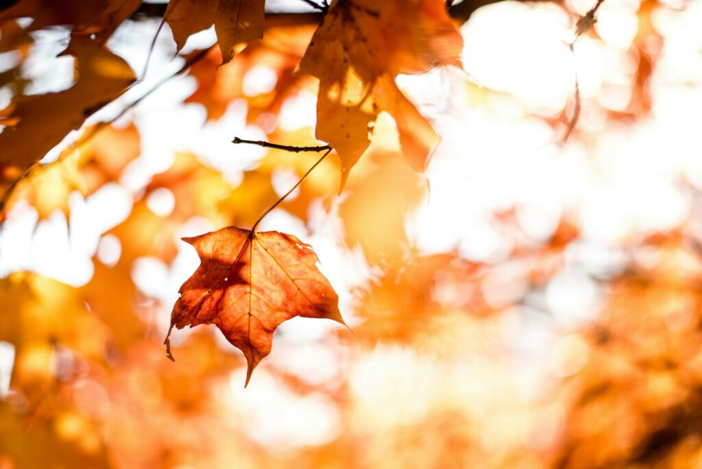 Hojas de otoño en peliculas que ver en otoño